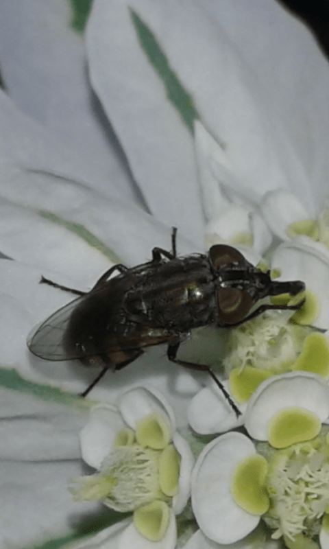 Rhiniidae : Stomorhina lunata?